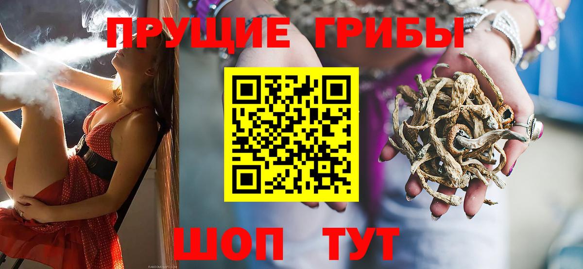 Асино  Псилоцибиновые грибы Psilocybe  Вход с VPN  Псилоцибиновые грибы мицелий 